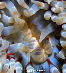 close up on a sea anemones mouth by Knut Wester 